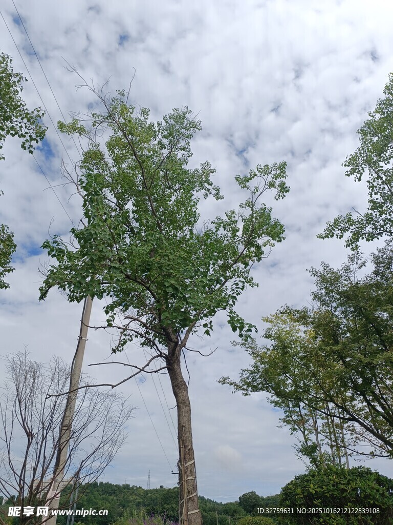 蓝天白云下的绿树景观