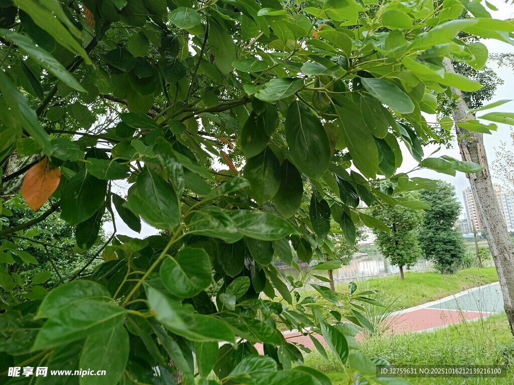 绿叶间的橙色果实