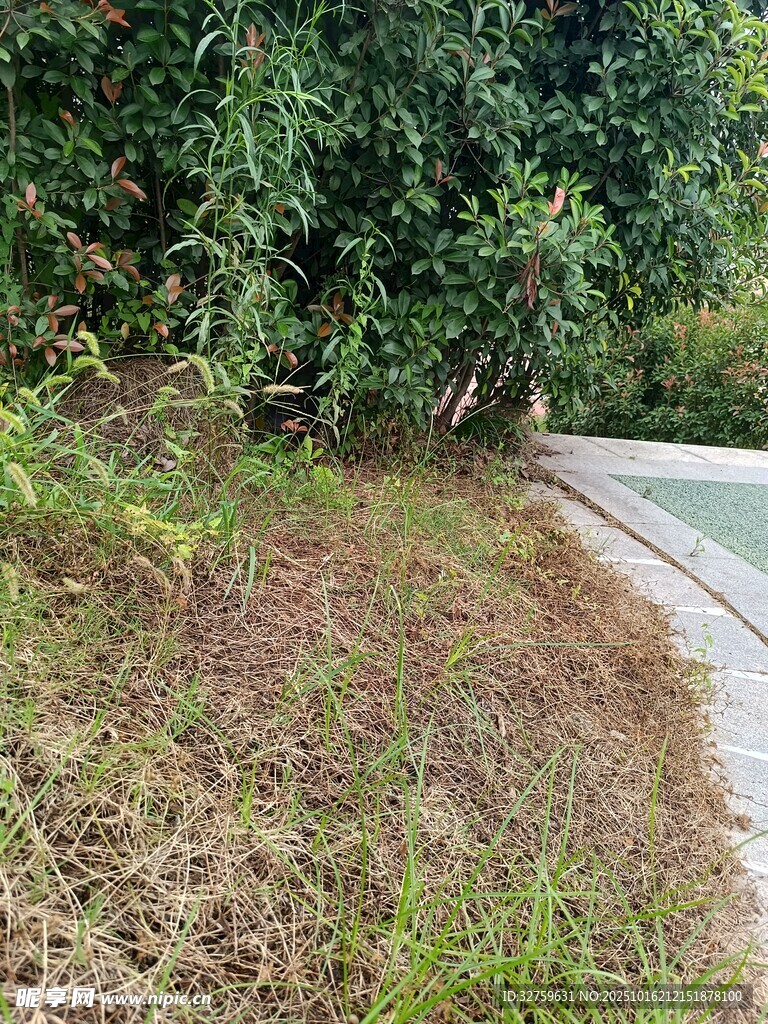 蜿蜒路边的绿植景观
