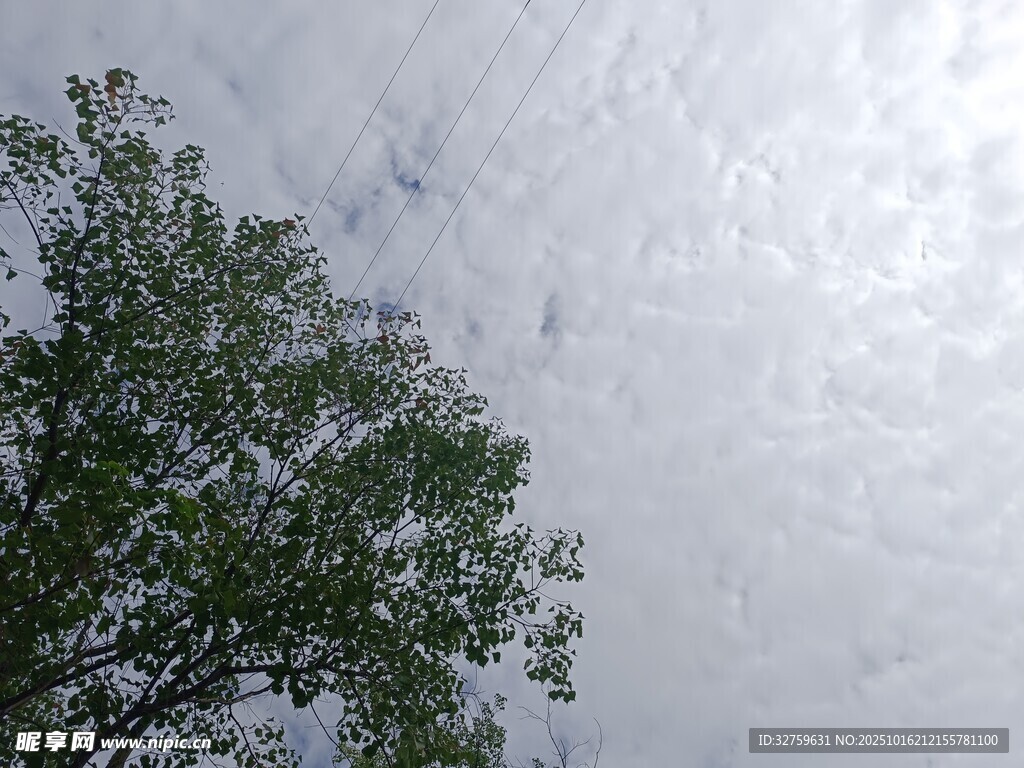 仰视绿树与多云天空