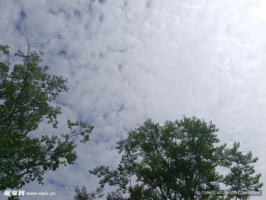 仰望天空绿树相伴