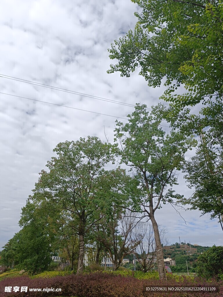 绿树成荫的户外景致