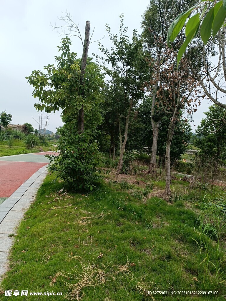 路边绿意盎然的树木与草地