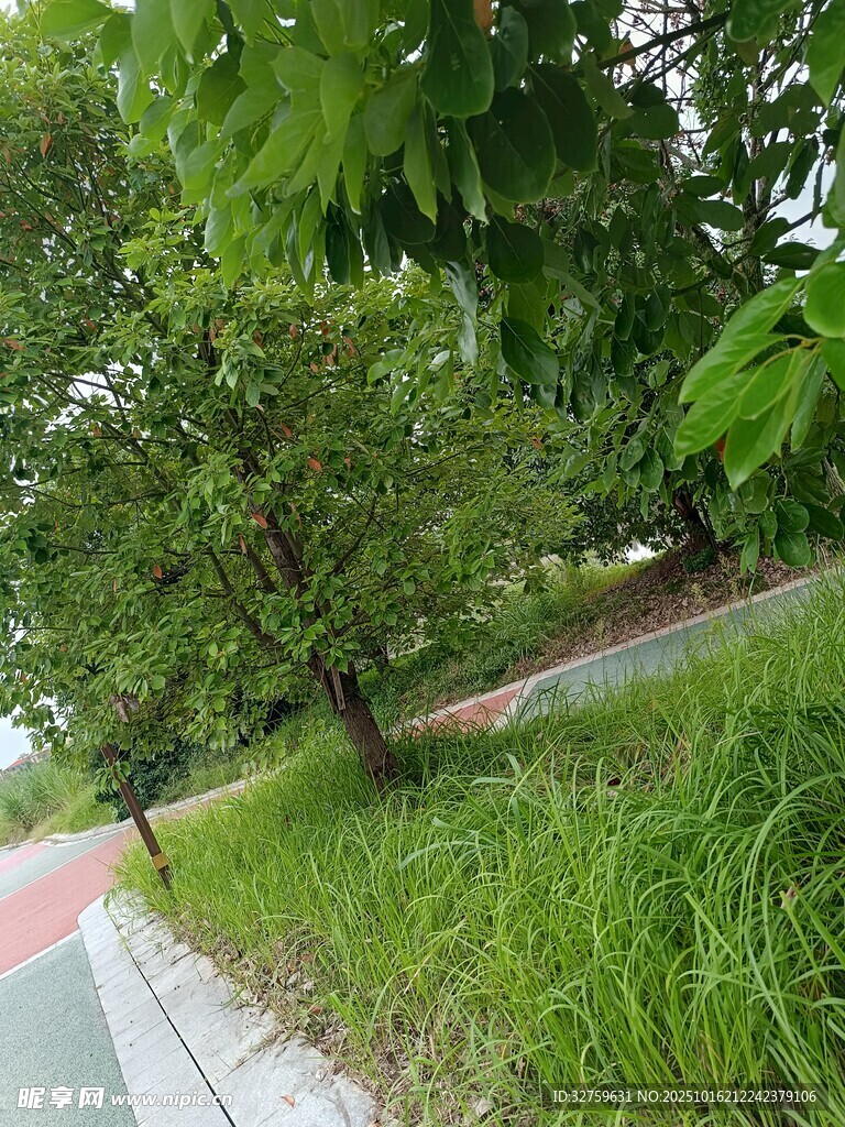 路边绿意盎然的树木与草地