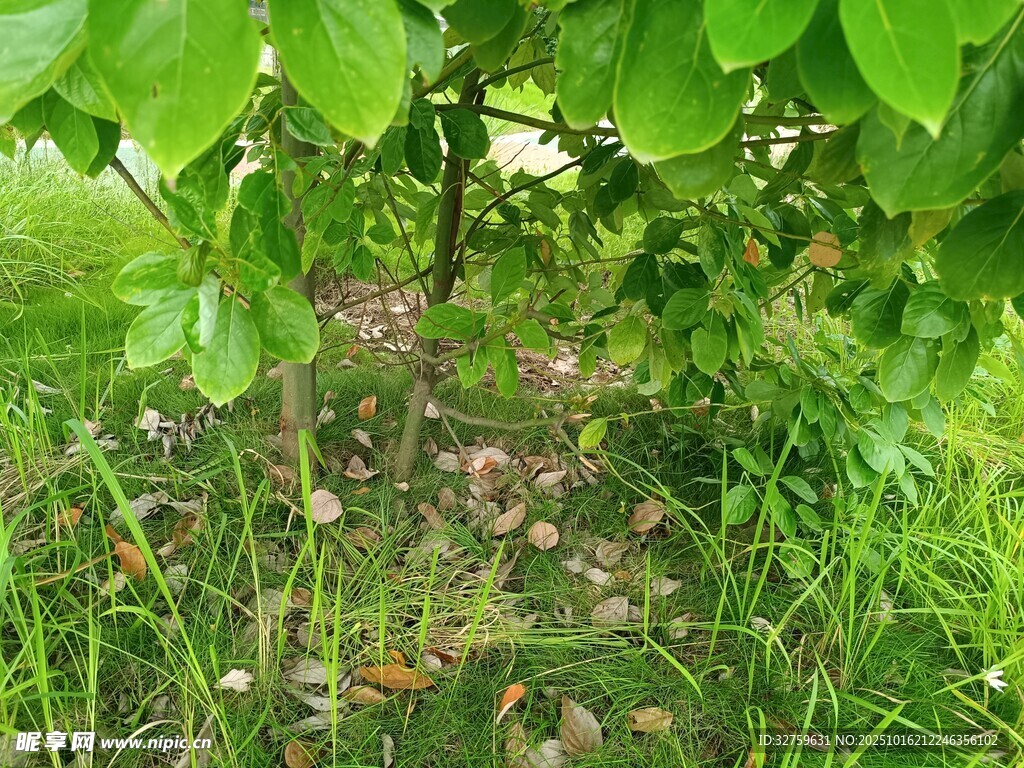 树下绿植与散落果实