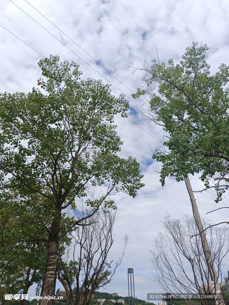 蓝天白云下的葱郁树木
