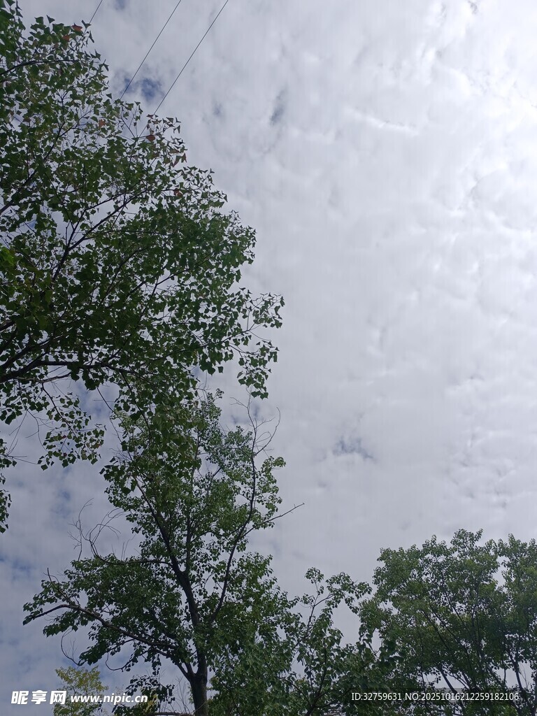 仰视天空中的繁茂绿树