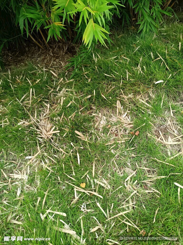草丛中的绿植景象