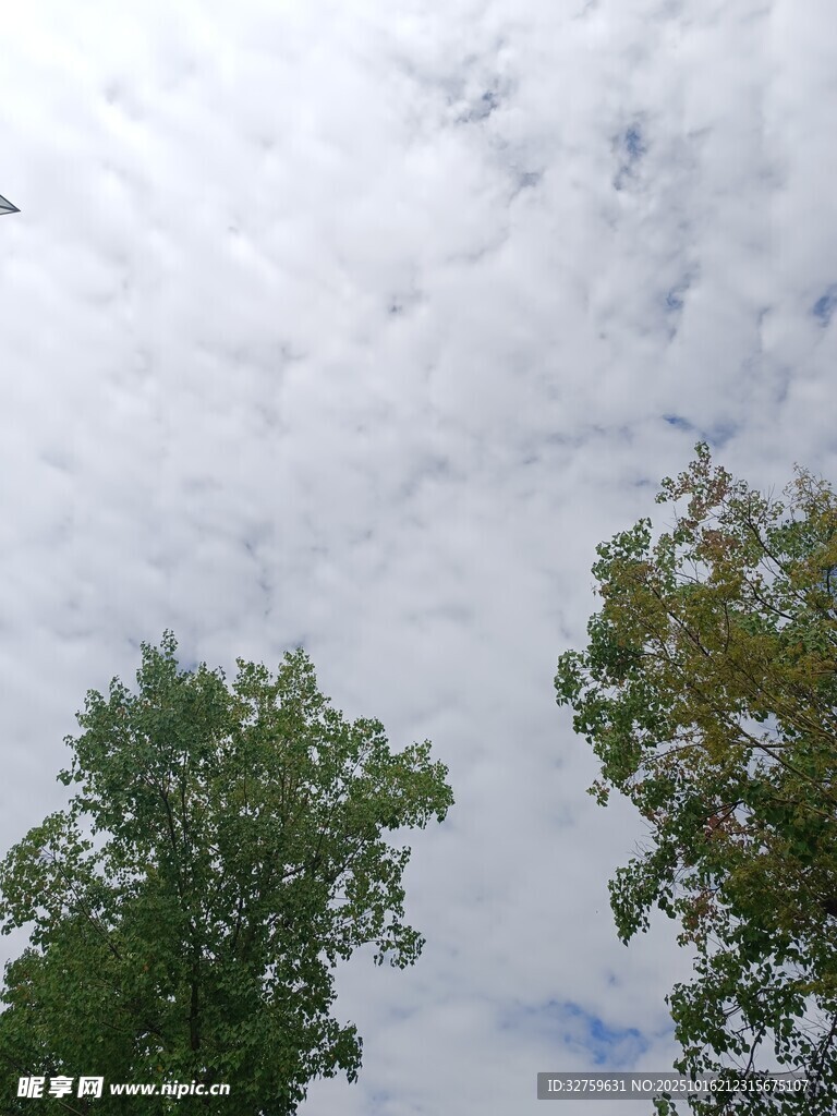 绿树之上的白云天空