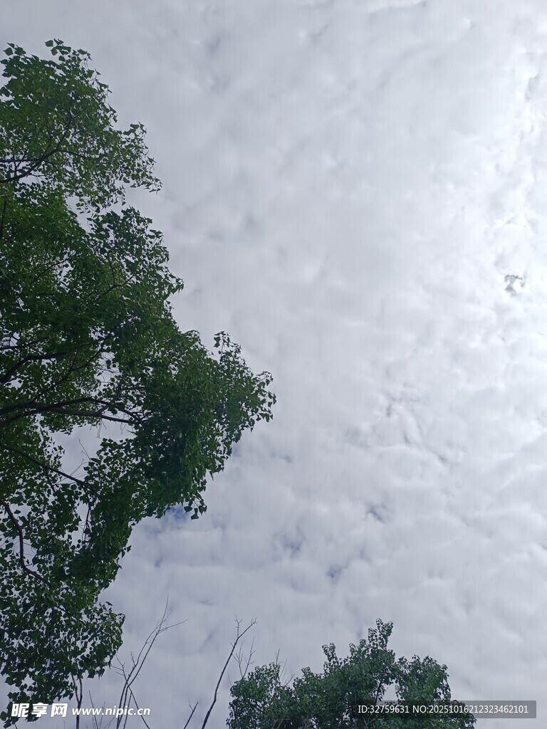 仰视绿树与天空景象