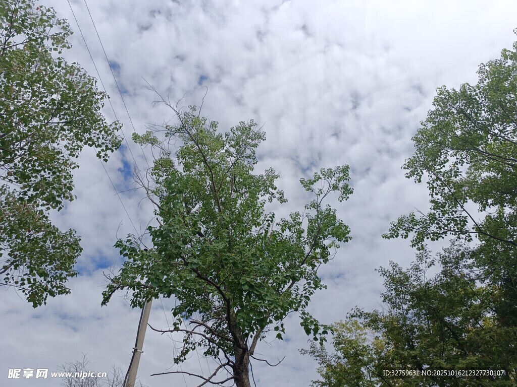 仰视绿树与天空景象