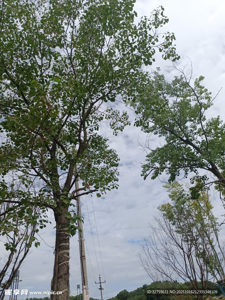 高大树木与天空的自然景致