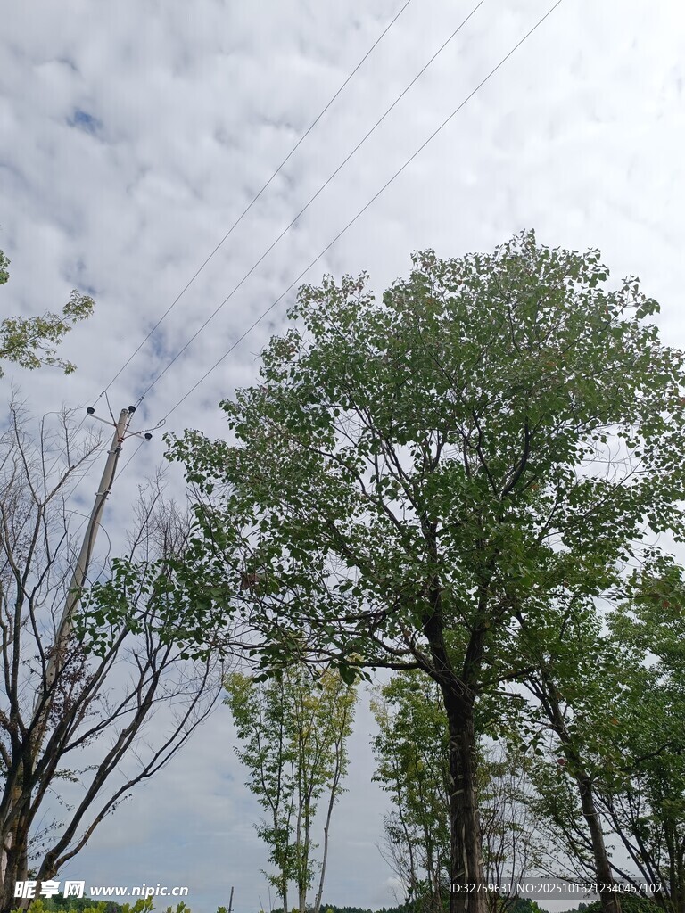 蓝天白云下的绿树景观