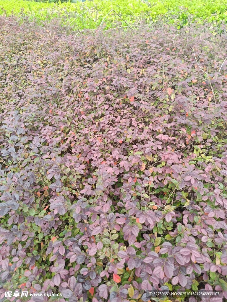 紫色植物覆盖的地面景观