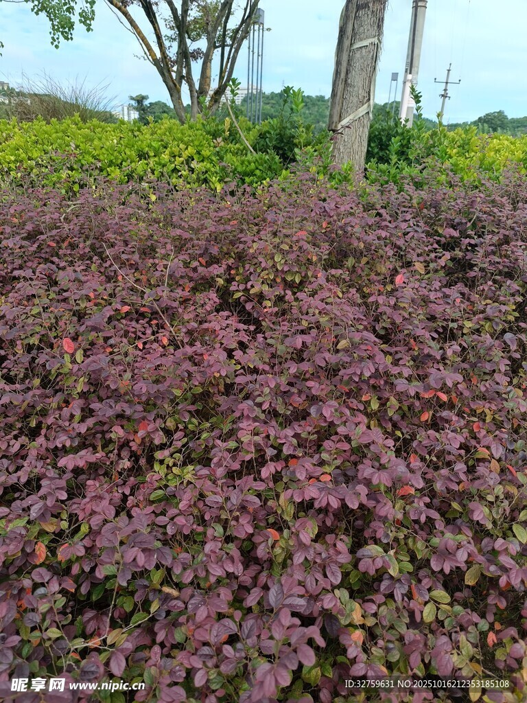 紫色地被植物景观