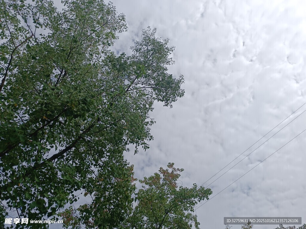 仰视天空下的葱郁树木