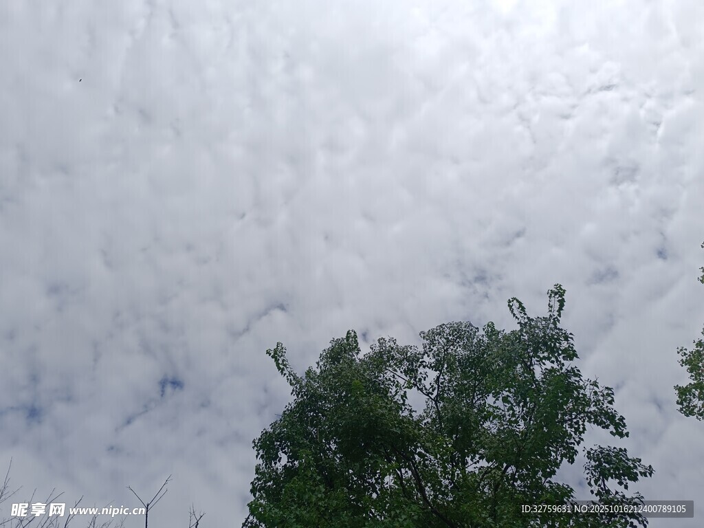 天空下的绿树与云层