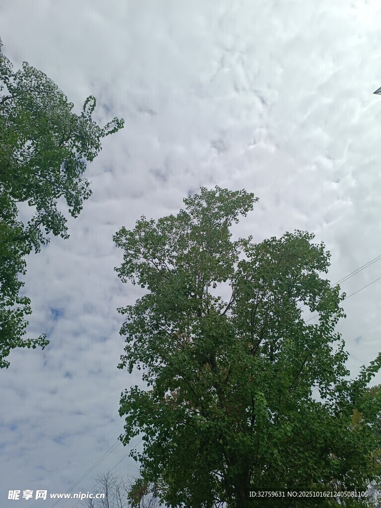 绿树映衬下的多云天空