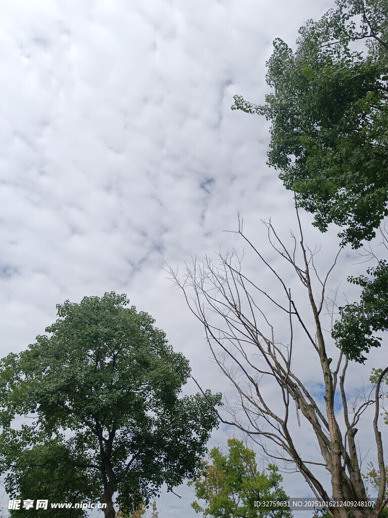 仰视绿树与天空景致