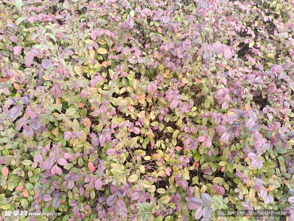 紫色植物景观