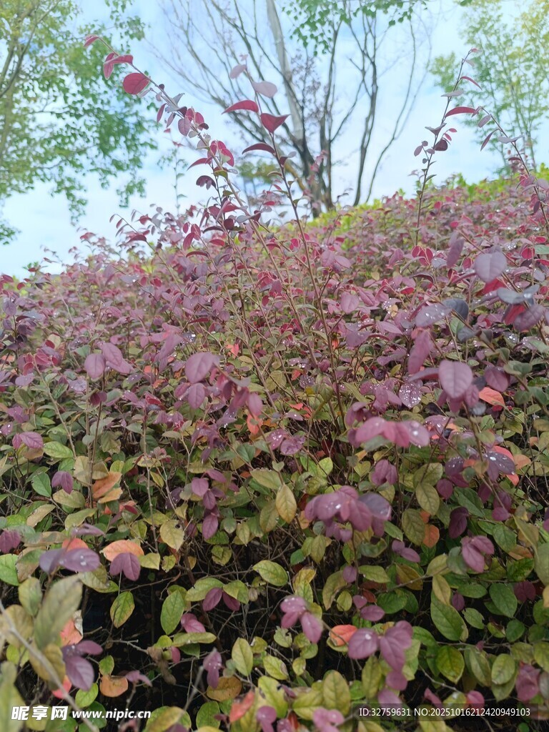 紫叶植物景观