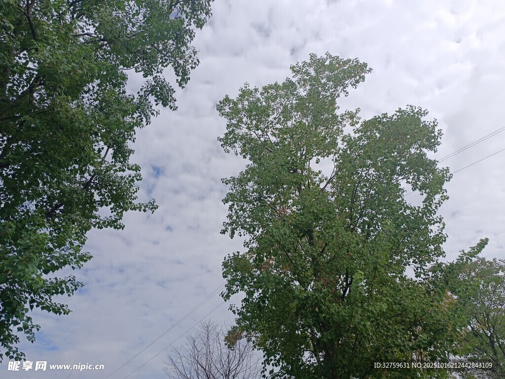 仰视葱郁树木与天空