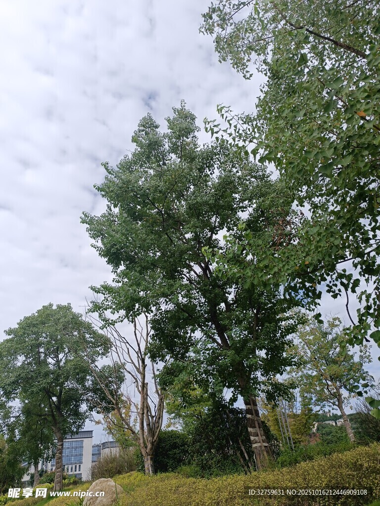 户外绿树风景