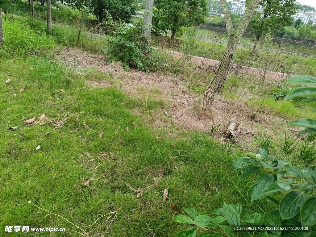 绿意盎然的户外林地场景