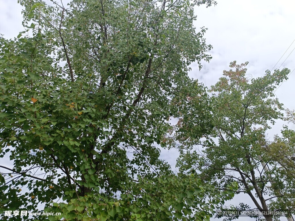 仰视茂密绿树景观