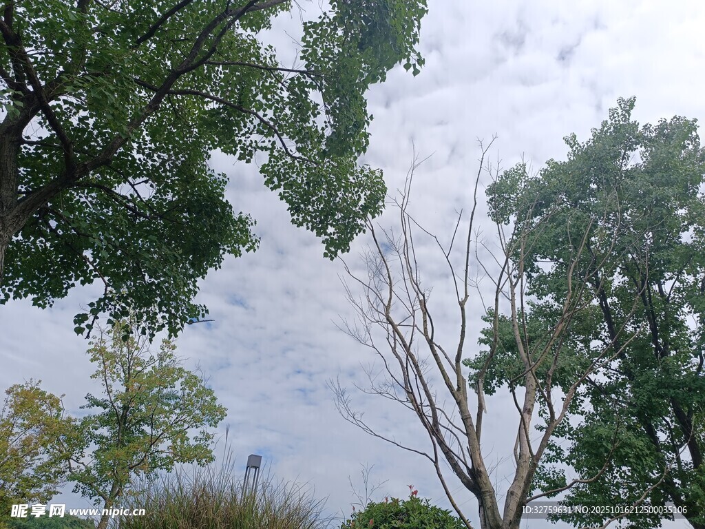 树梢间的天空景色