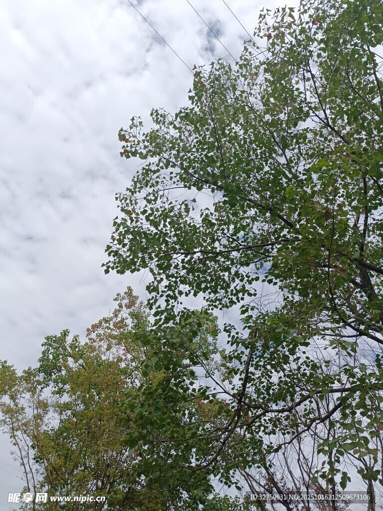 仰视树冠与天空