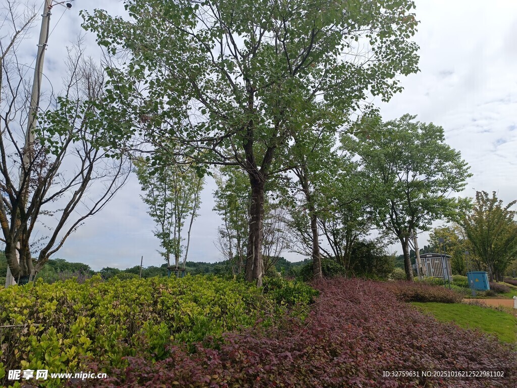 乡村林间风景