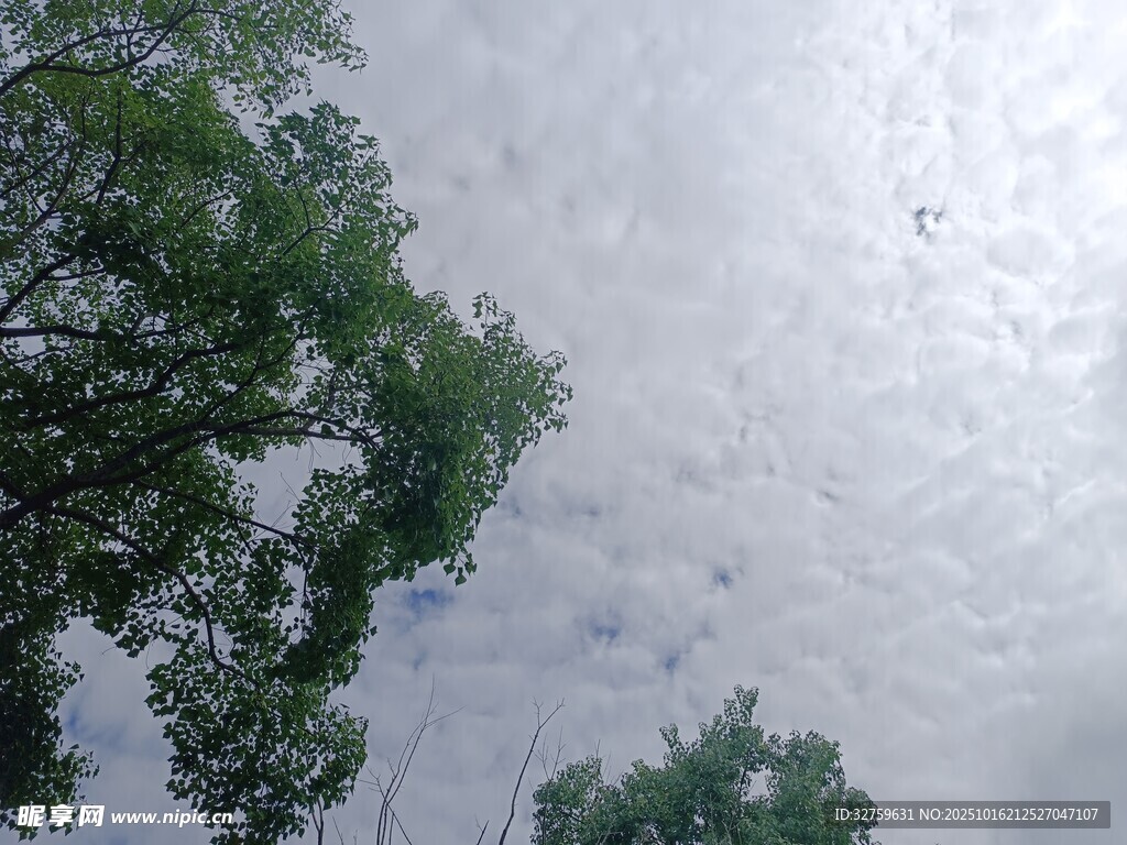 林间天空 
