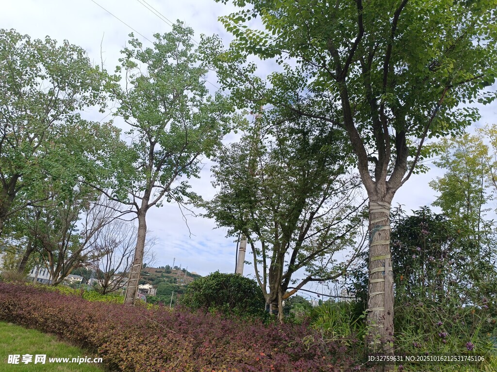 户外葱郁树木与绿植景观
