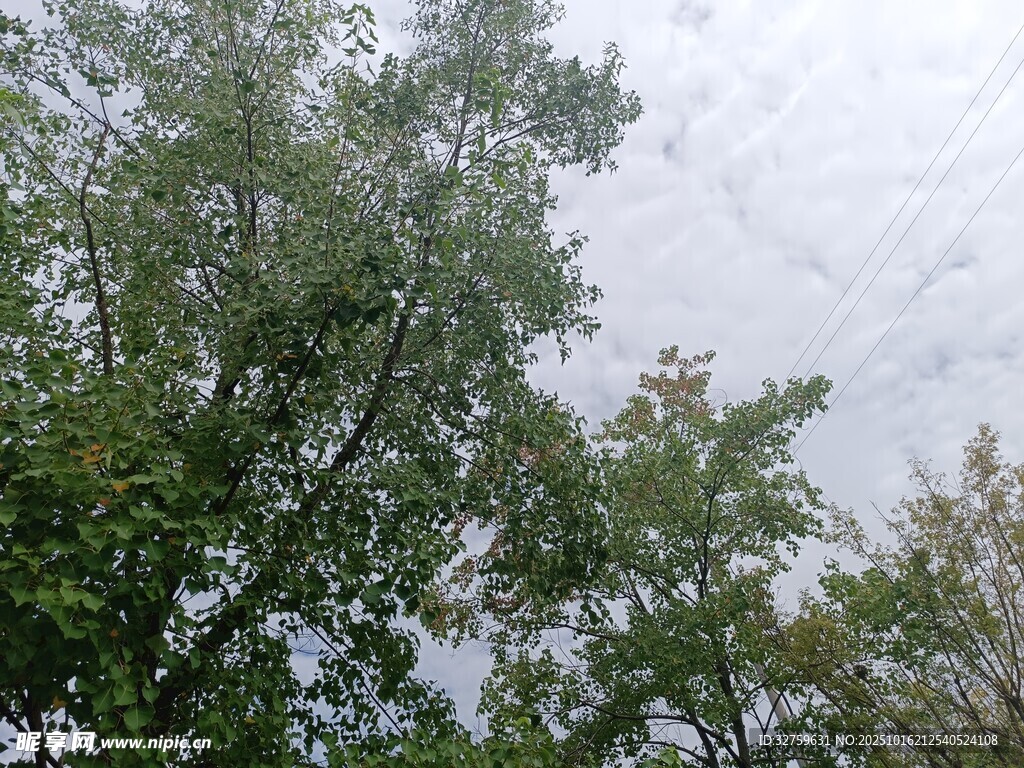 仰视绿树与天空