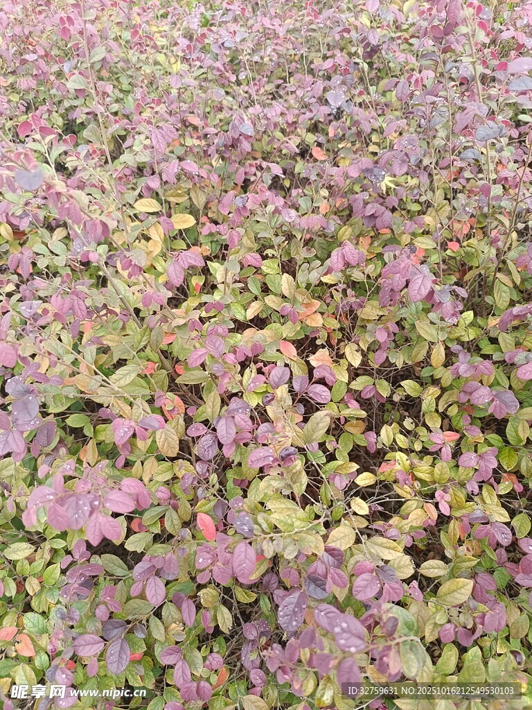 紫色与绿色交织的植物景观