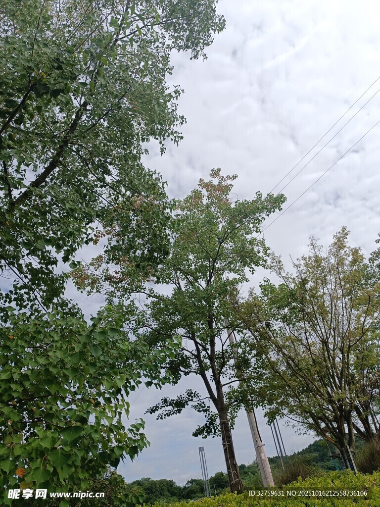 绿树成荫的户外景致