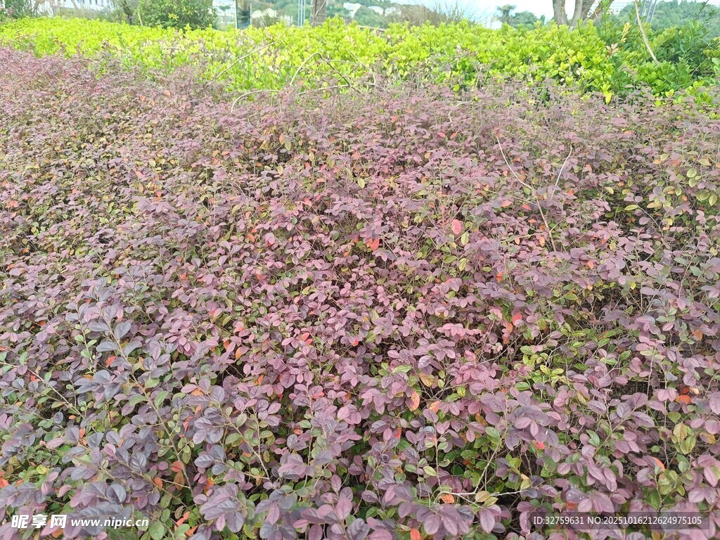 紫色植物景观