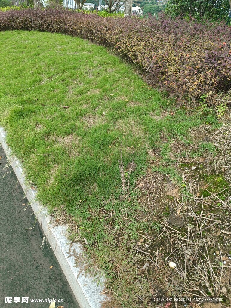 路边草坪景观
