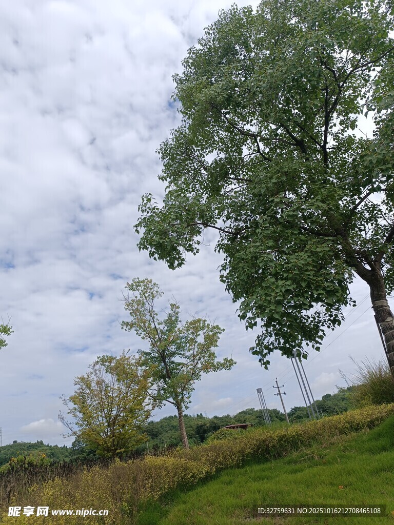 乡村绿树成荫风景图