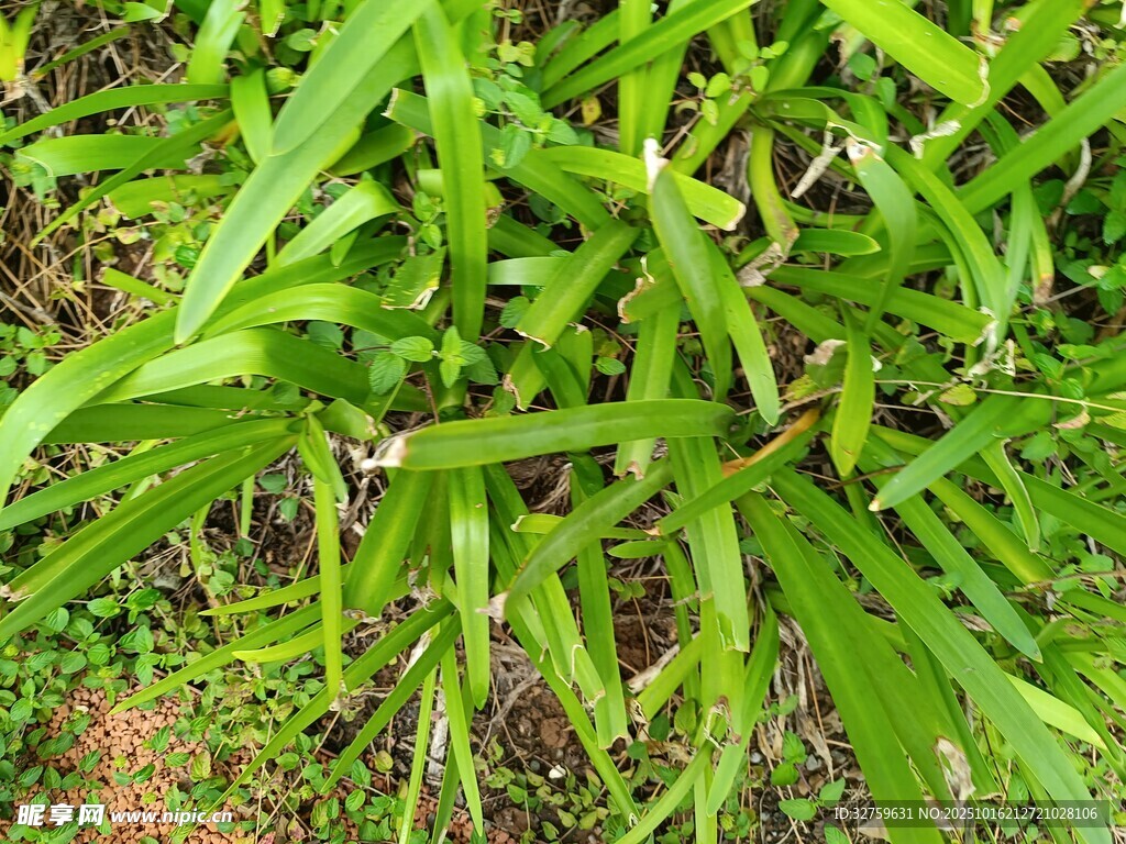 翠绿茂盛的野草植物
