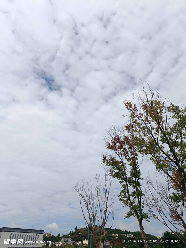 蓝天白云下的树木景致