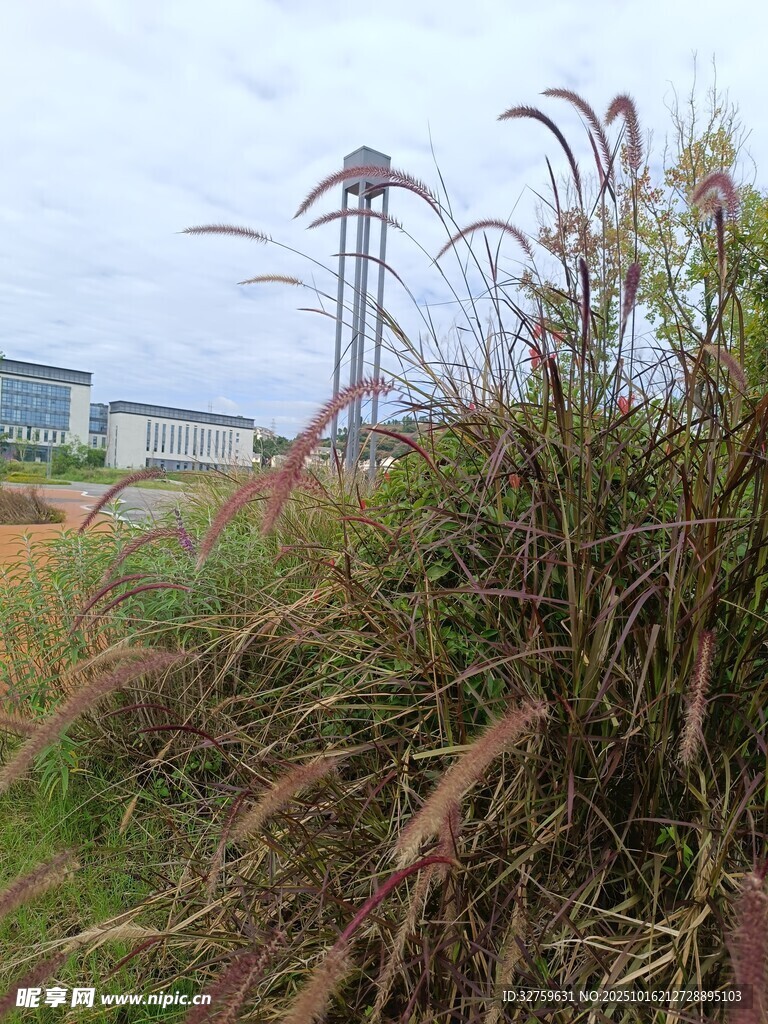 田野中的草与远处风车