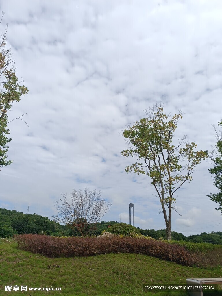 户外草地树木景致