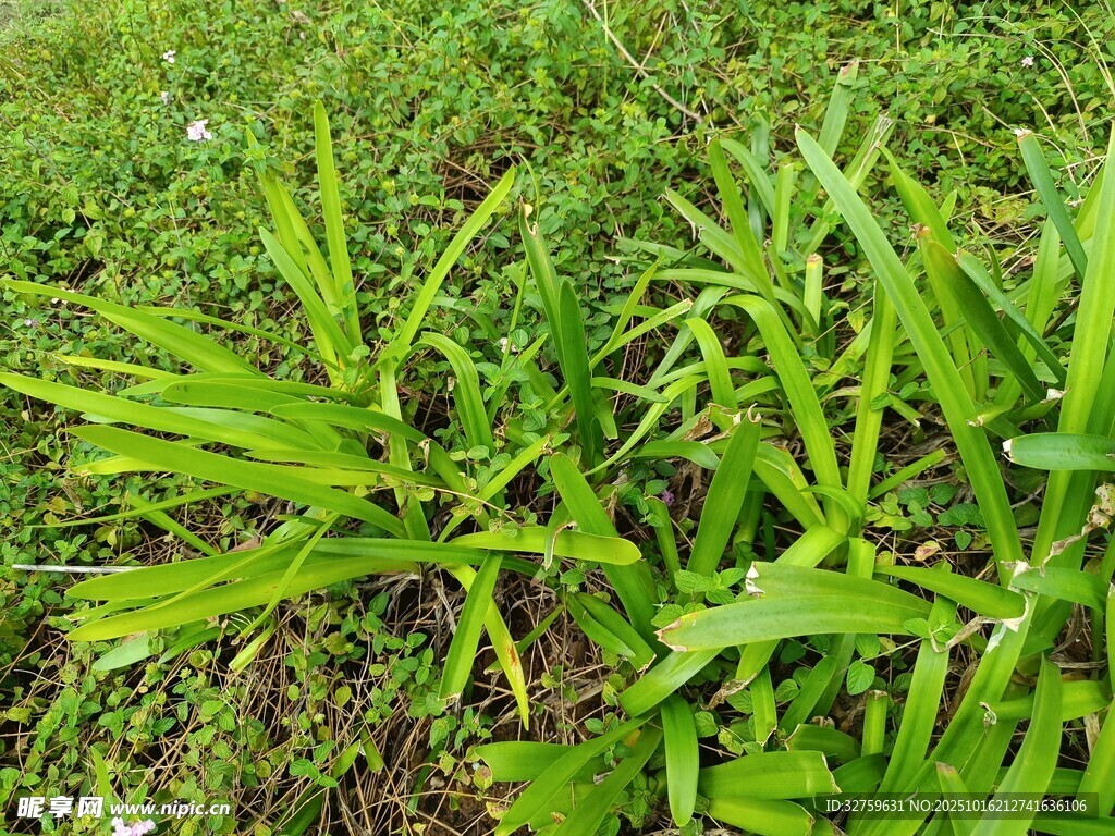 翠绿阔叶植物生机盎然