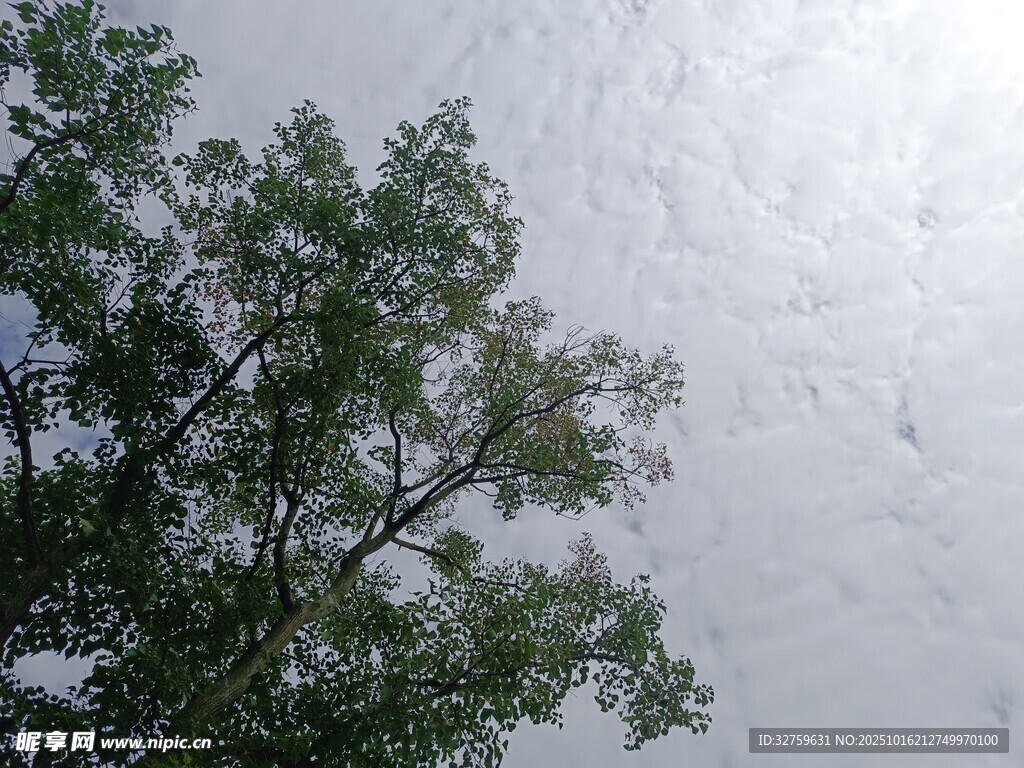 仰视绿树与灰白天空