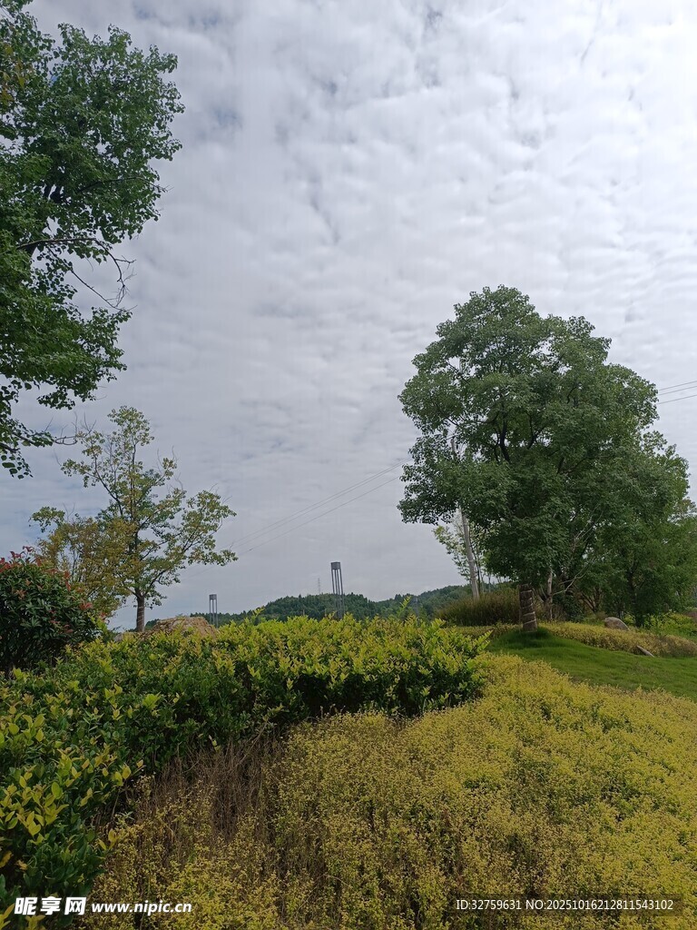田园风光中的葱郁绿植