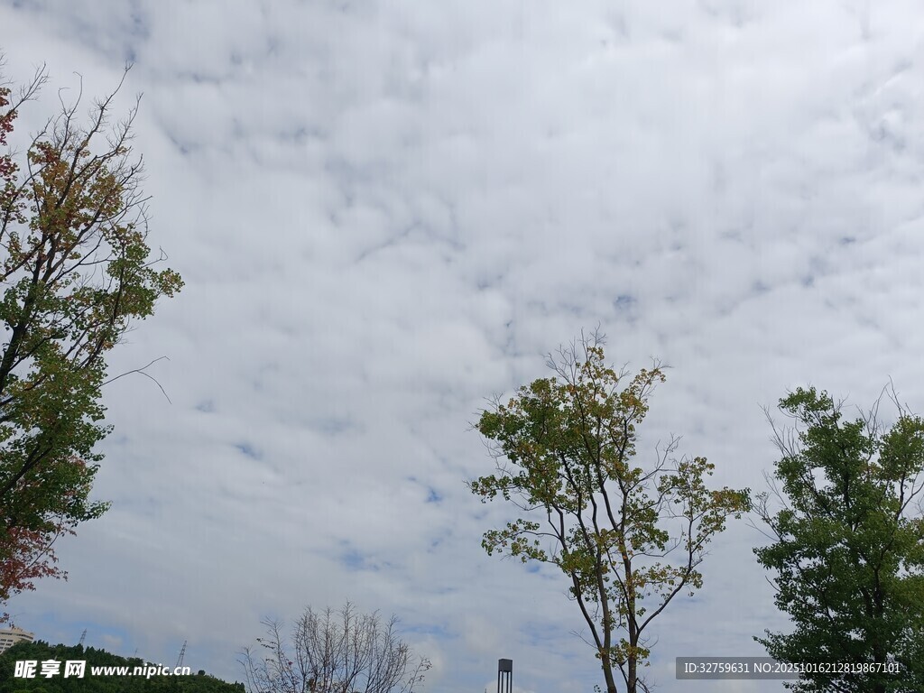 天空下的绿树与白云