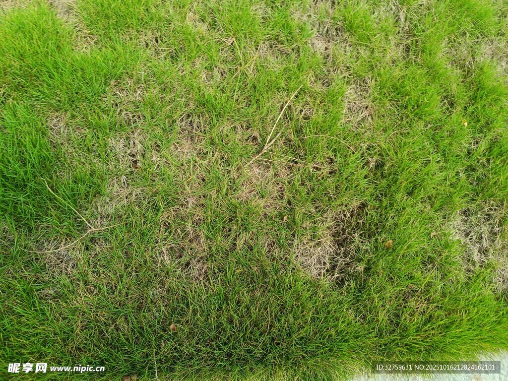 翠绿茂盛的草地景观