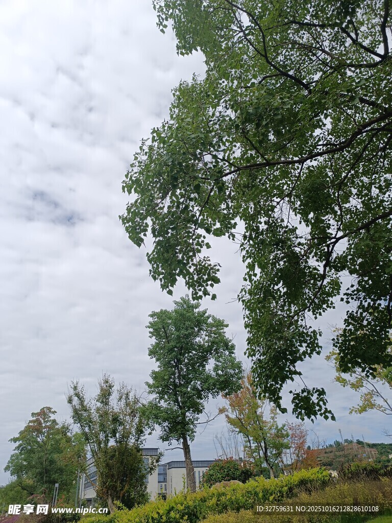 乡村绿树风景图